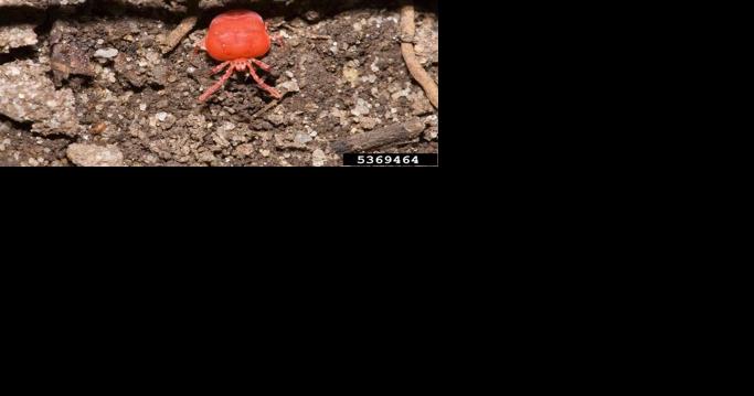 GARDEN CORNER: Here's what you should know about chiggers | County Life - Vimarsana News