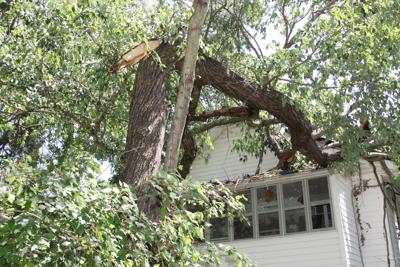 Tree falls on Halifax home during Friday storm | Local News | yourgv.com