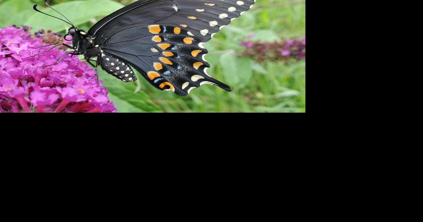 GARDEN CORNER: In special week, a celebration of pollinators | County ...