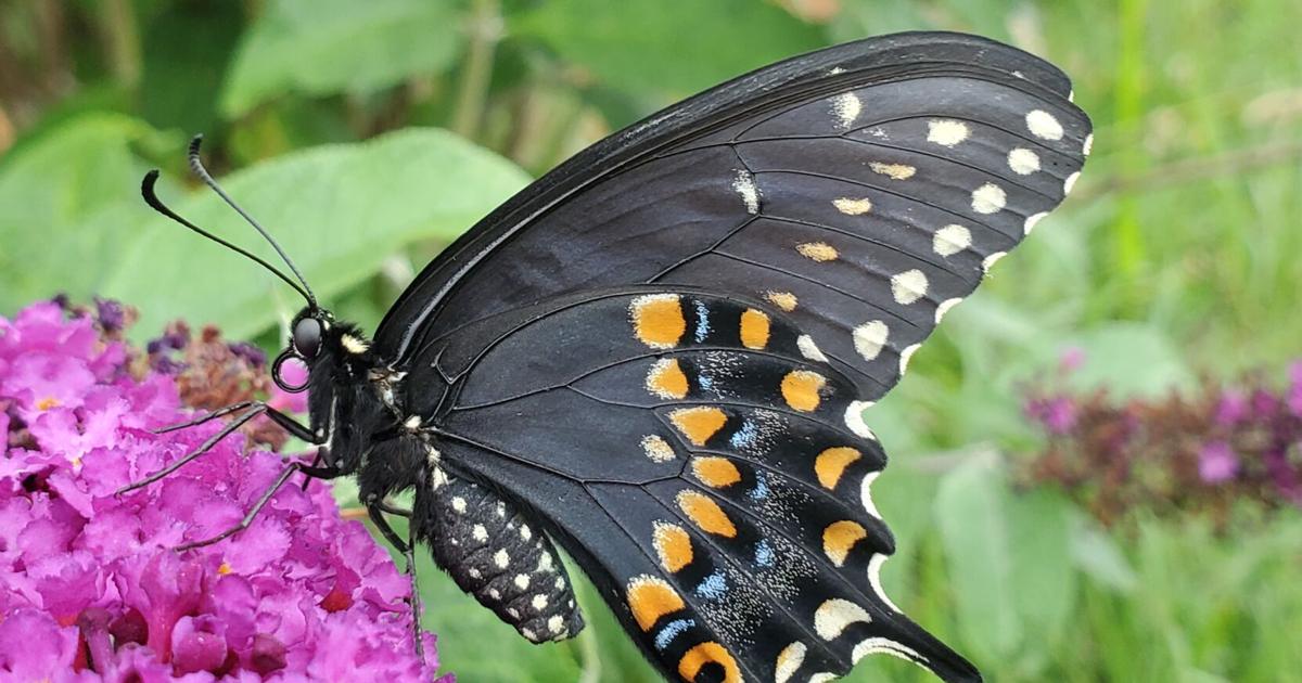 Pollinators Vip GARDEN CORNER: In special week, a celebration of pollinators | County ...