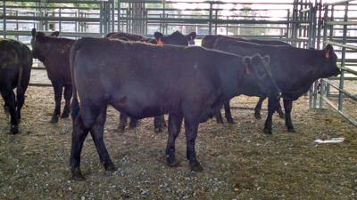 Feeder Cattle Opportunity Available Local Business Yourgv Com