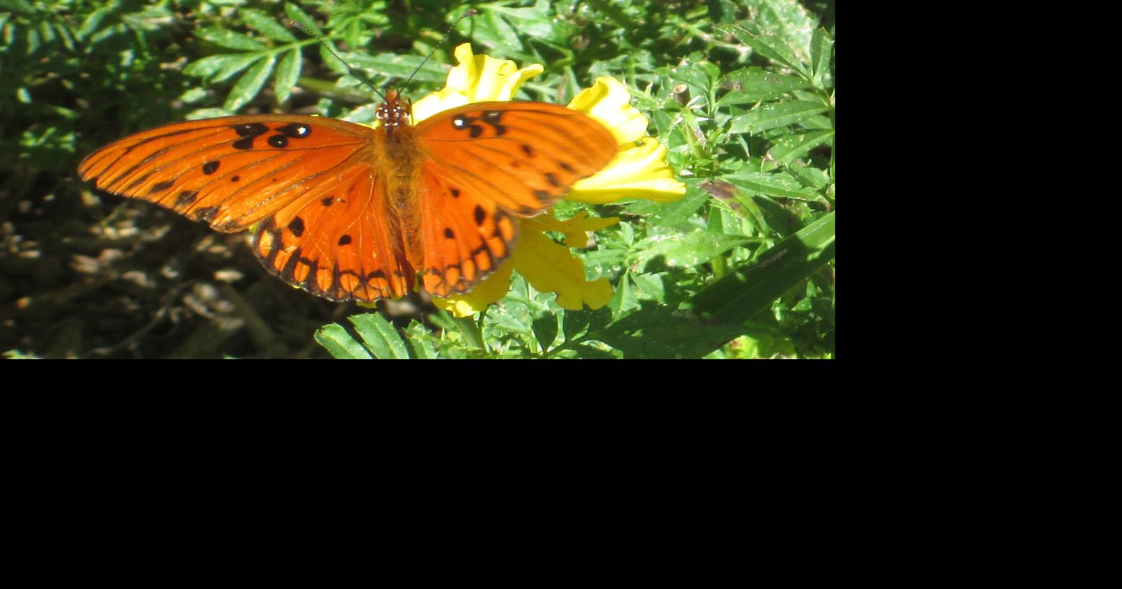 Landscape for Life course coming in January County Life