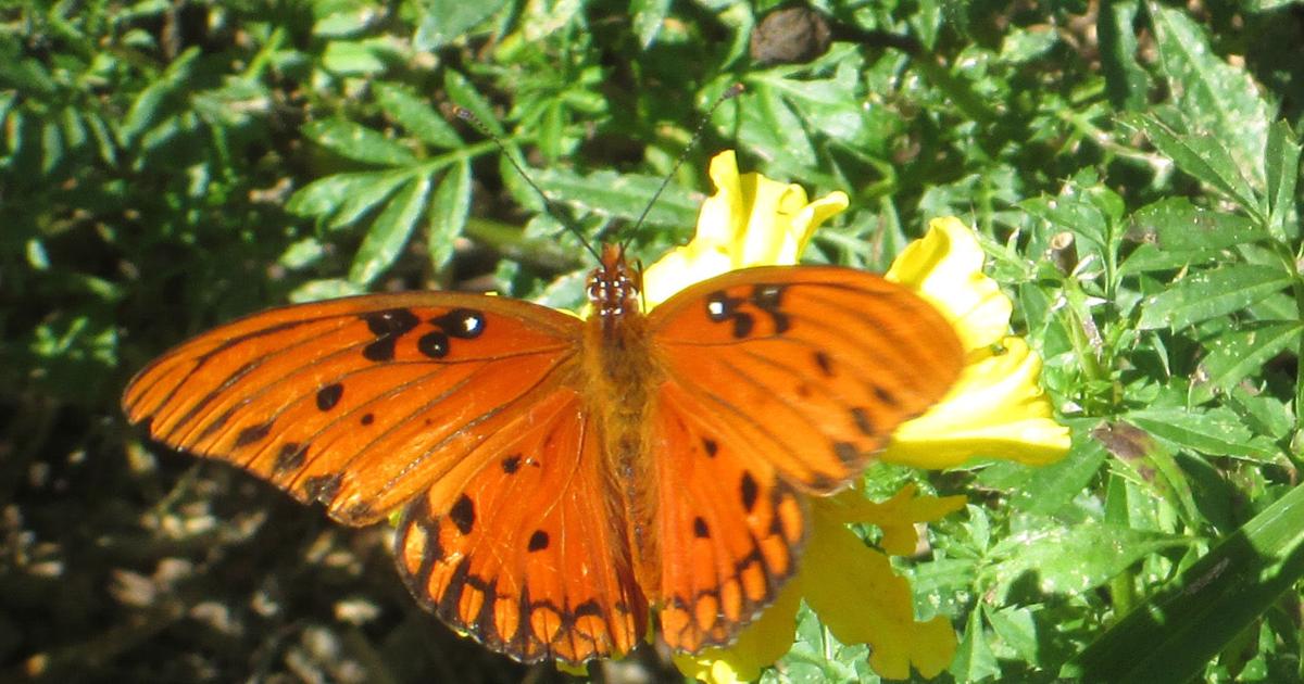 Landscape for Life course coming in January County Life