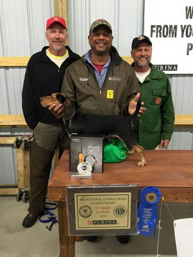 Clover trainer up for United Beagle Gundog Federation National Hall of