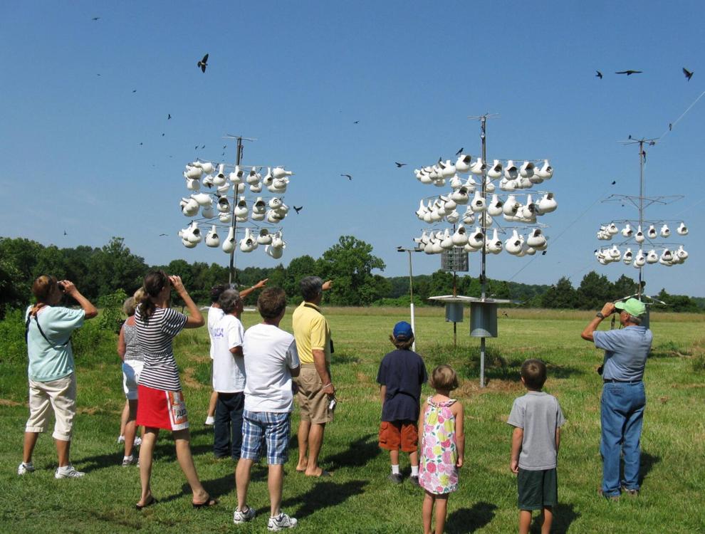 For the birds Purple Martin event back this year County Life