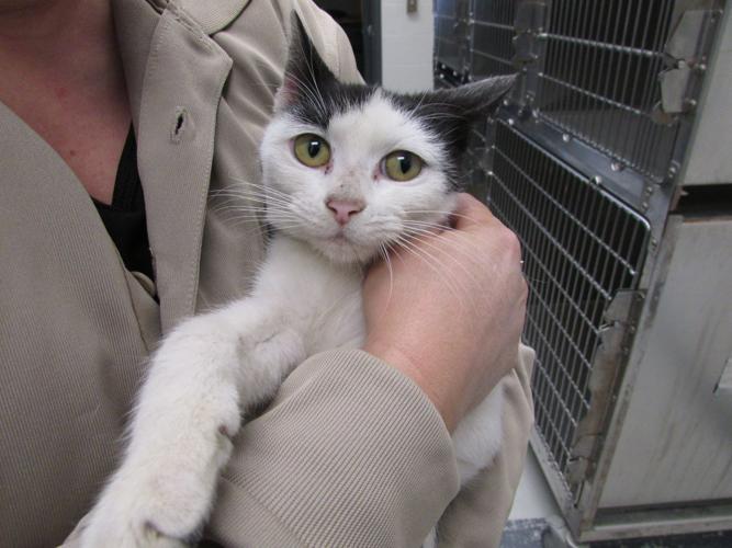 When hunting season ends, plight of abandoned hound dogs begins Local