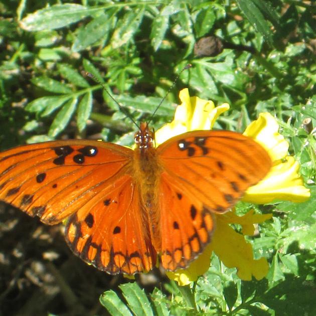 HOME & GARDEN: Southside Master Gardeners offer Landscape for Life | County Life HOME & GARDEN: Southside Master Gardeners offer Landscape for Life | County Life