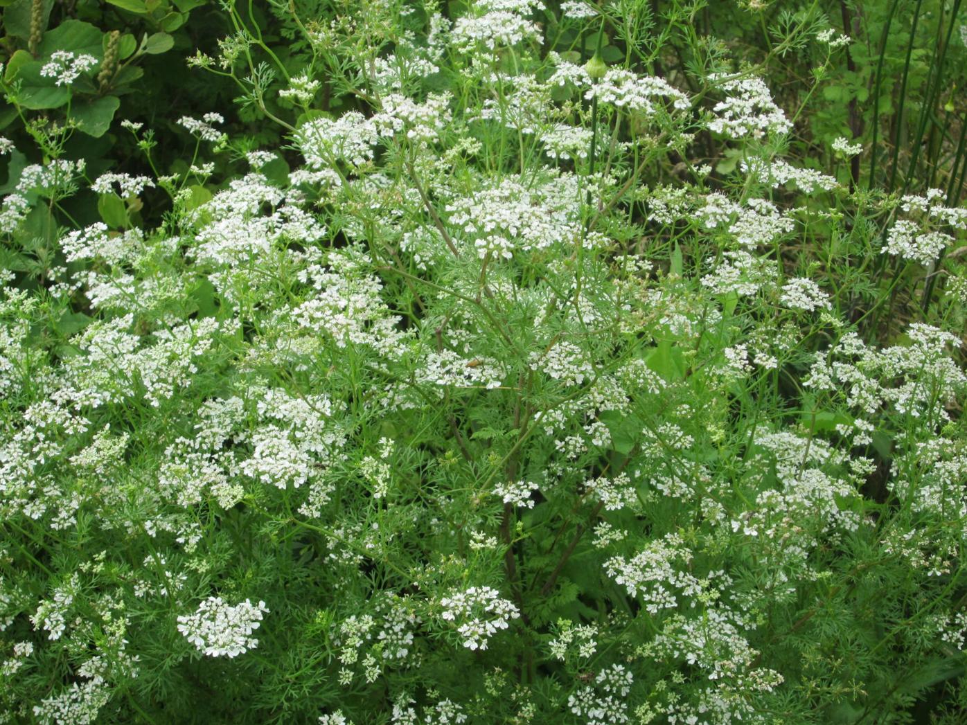 To grow cilantro, understand life cycle | County Life | yourgv.com
