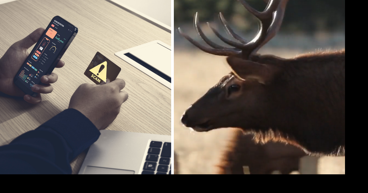 AROUND WYOMING: Scam Texts, Retirement Planning and Chronic Wasting Disease!