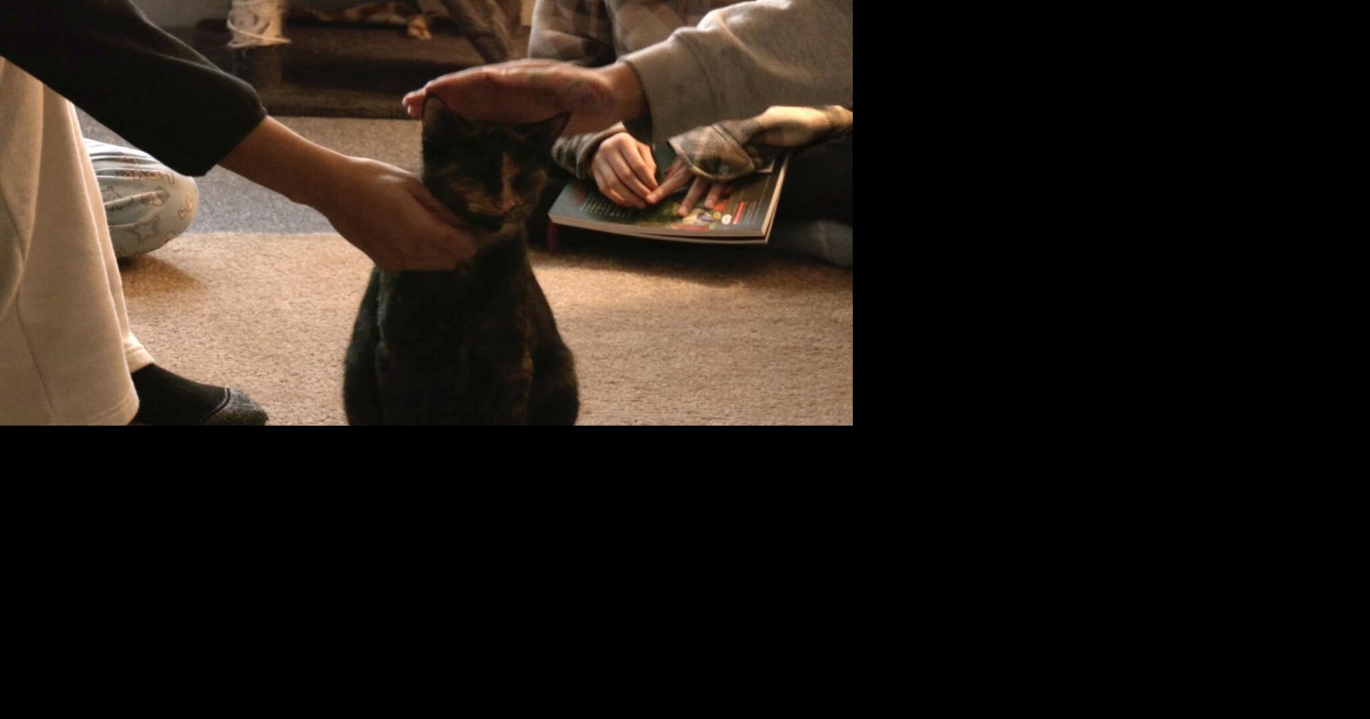 Cheyenne’s only cat café to close after nearly three years, leaving community impact behind