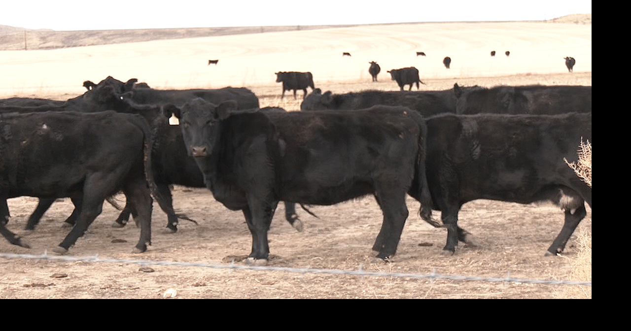 Screwworm shouldn't worry Wyoming yet, but ranchers should remain vigilant