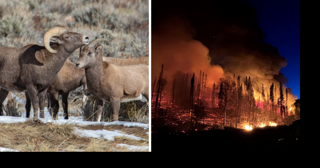 AROUND WYOMING: Kidnapping, Bighorn Sheep and Concrete Replacement!