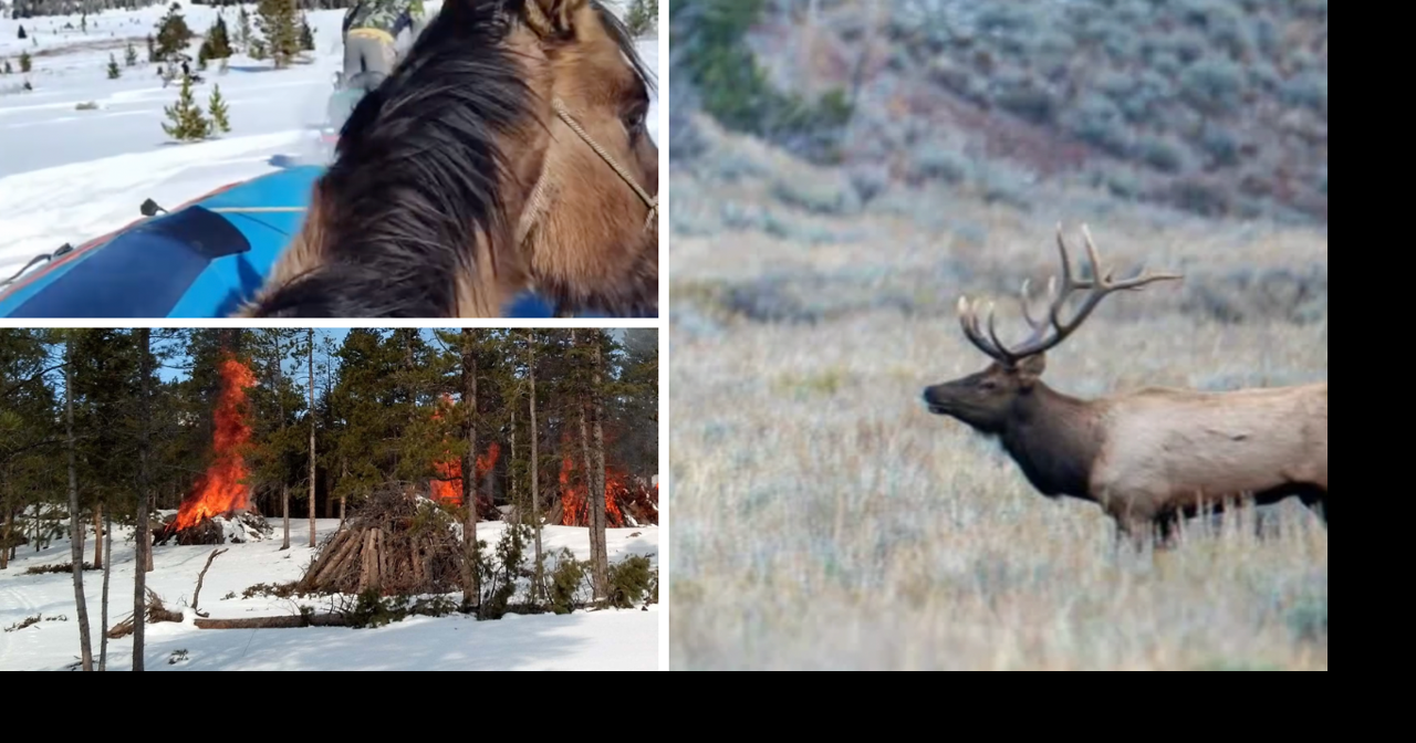 AROUND WYOMING: Horse Rescue, Pile Burnings and Big Game Applications!