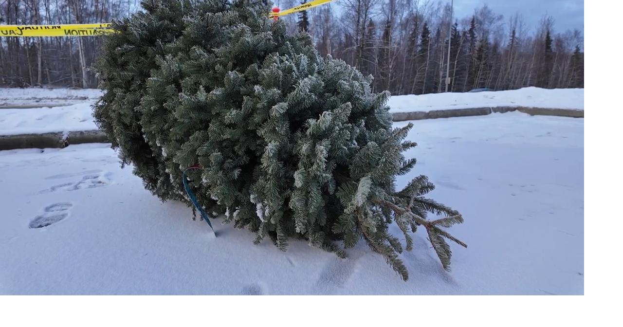 Christmas tree recycling locations announced in Casper