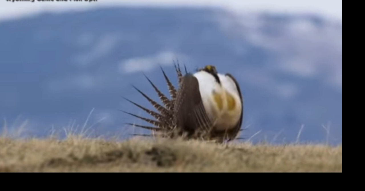 Sage grouse mating season draws spectators to Wyoming leks