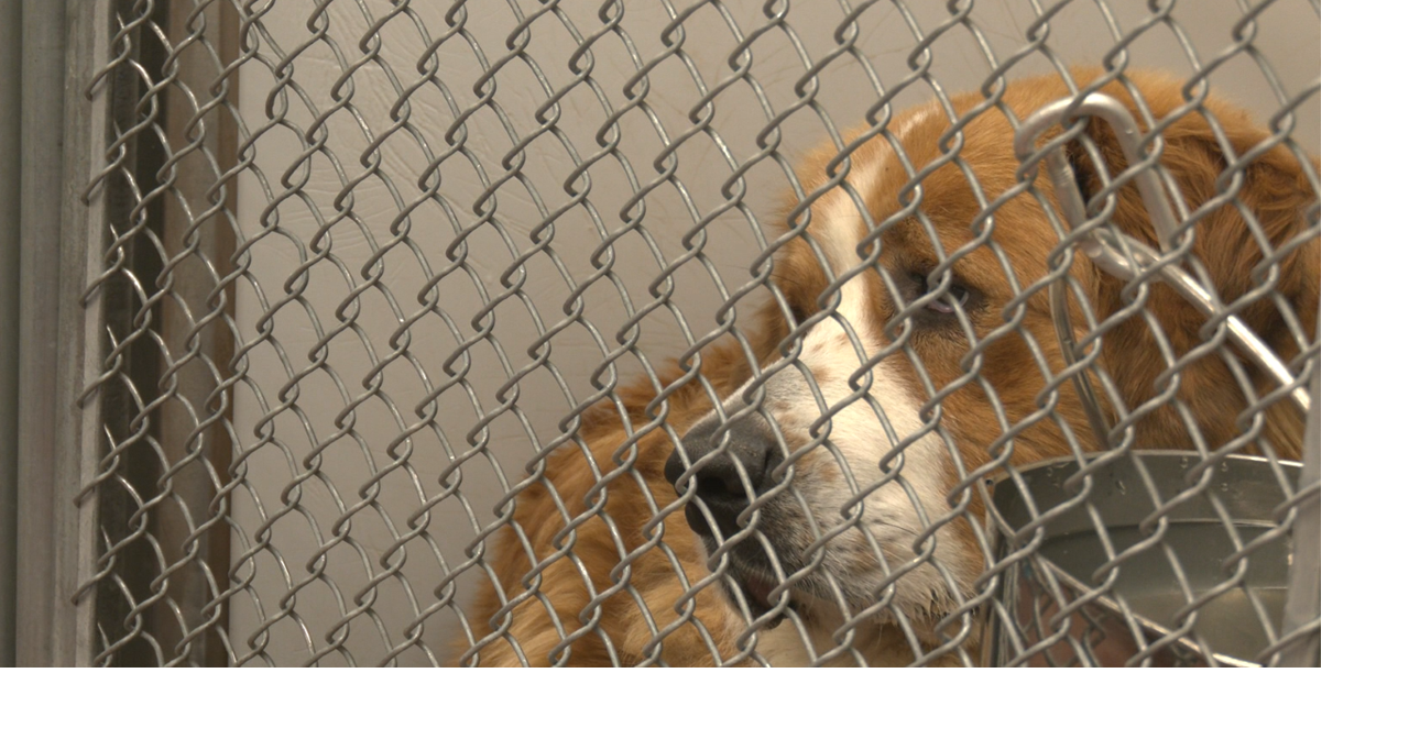 Cheyenne Animal Shelter cares for more than 100 rescued animals after large-scale neglect
