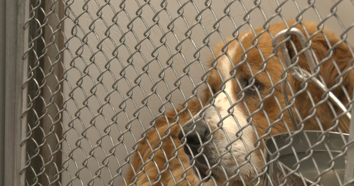Cheyenne Animal Shelter cares for more than 100 rescued animals after large-scale neglect