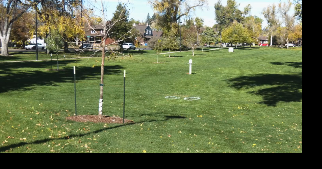 Rooted in Cheyenne unveils strategic plan to grow city tree canopy