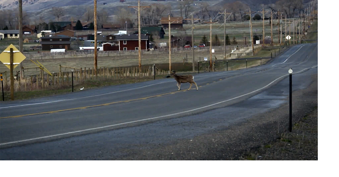 Wyoming officials urge drivers to stay alert for wildlife on highways