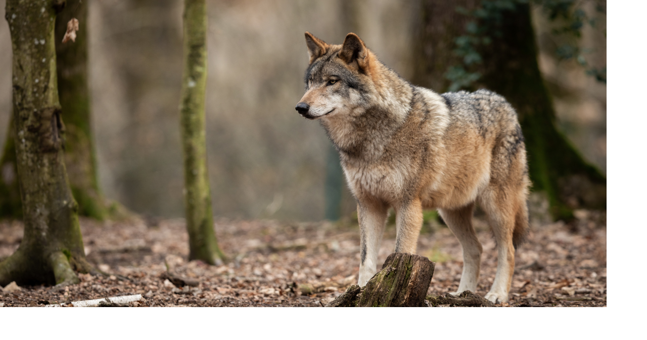 $26,000 reward offered after collared wolf illegally killed in Montana