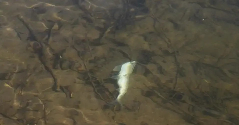 Parasite causes major fish die-off in Lincoln County Salt River