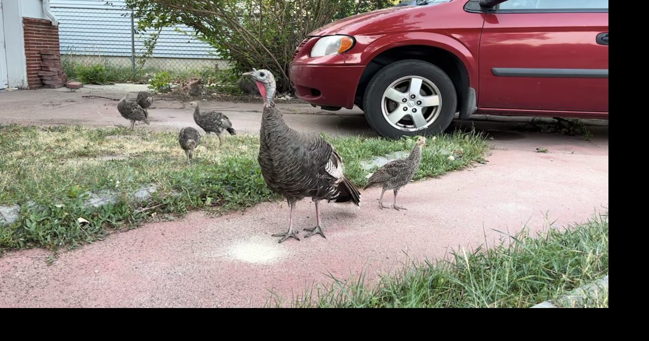 Western wildlife officials meet in Casper to discuss turkey management