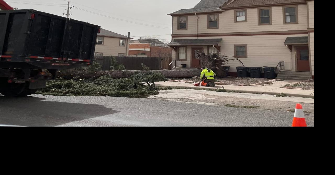 High winds leave fallen trees across Cheyenne, Urban Forestry reports