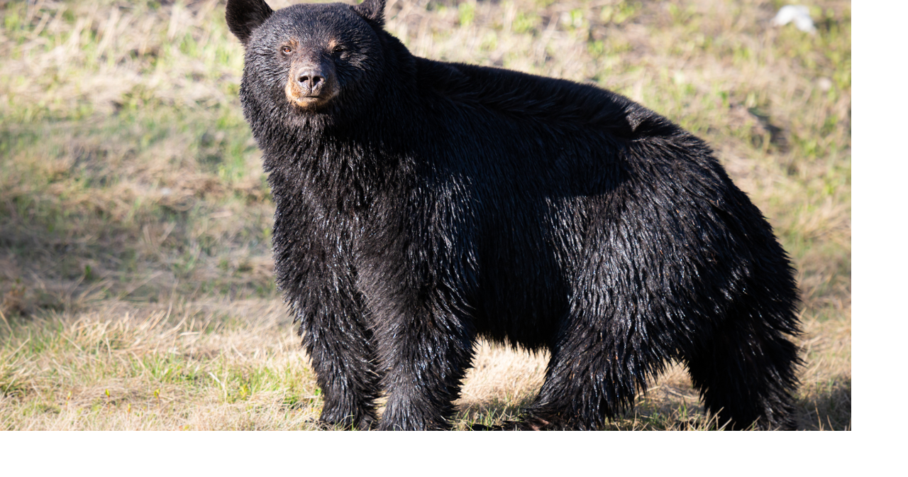 Black bear relocated from North Sheridan to Bighorn Mountains