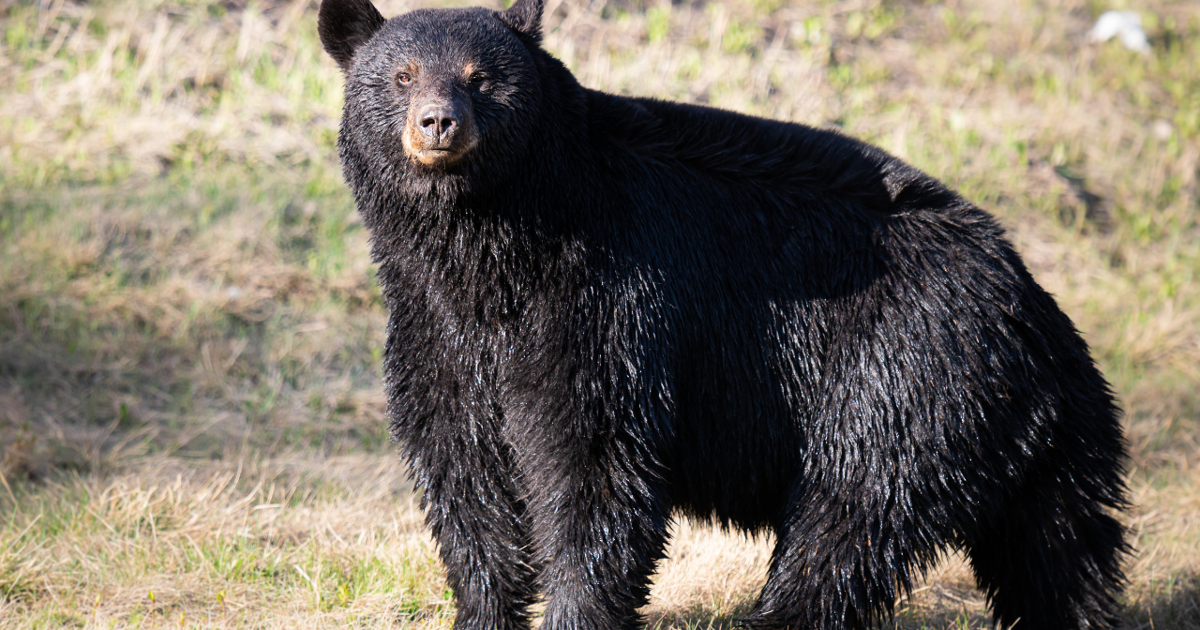 Black bear relocated from North Sheridan to Bighorn Mountains