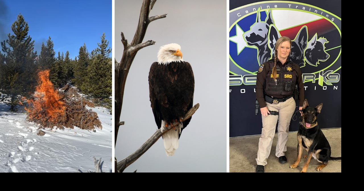 AROUND WYOMING: Controlled Burns, Eagle Survey, and K9 Armor!