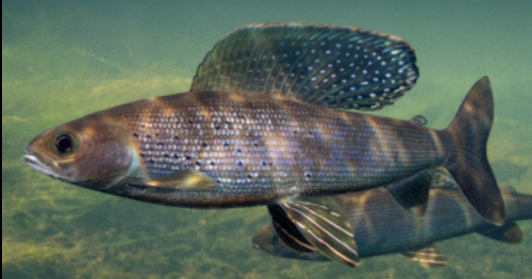 Game and Fish announces arctic grayling as featured species for 2027 stamp art contest