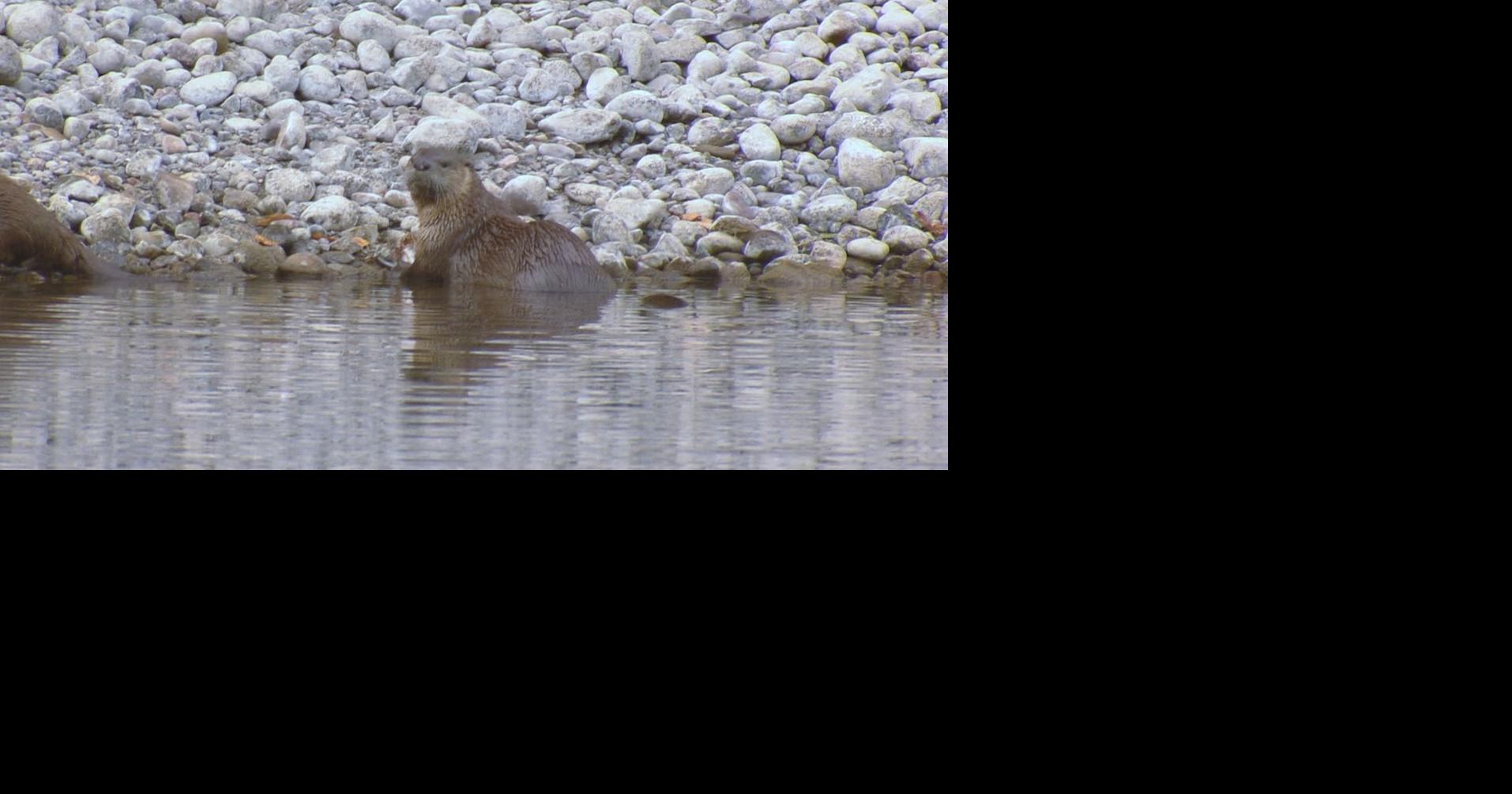 Wyoming House Bill 45 could remove otters' protected status for hunting