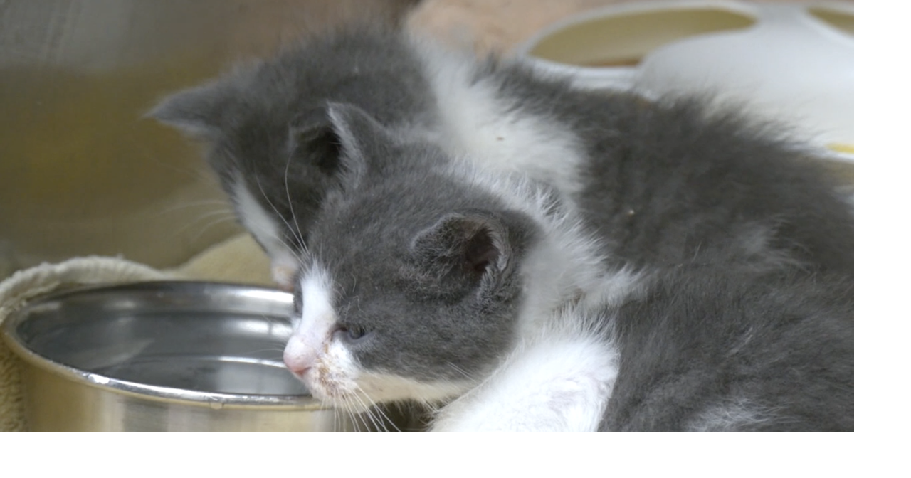 Cheyenne Animal Shelter shares what to do during kitten season