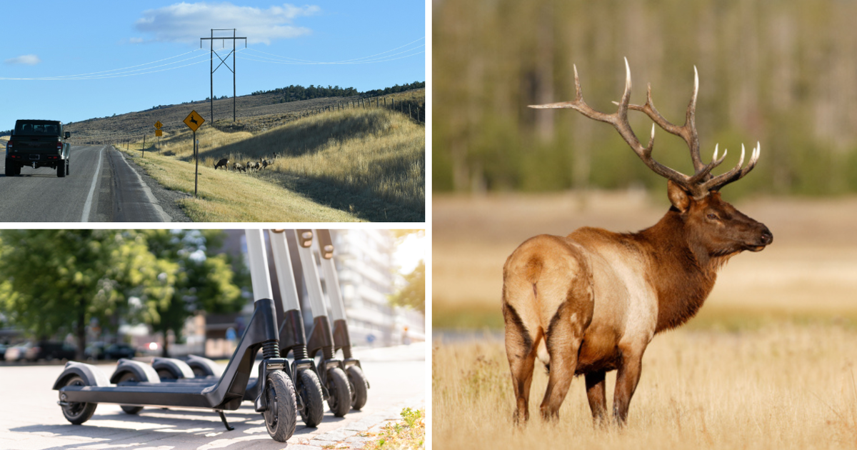 AROUND WYOMING: Fatal Crash, Mule Deer and Electric Scooters!