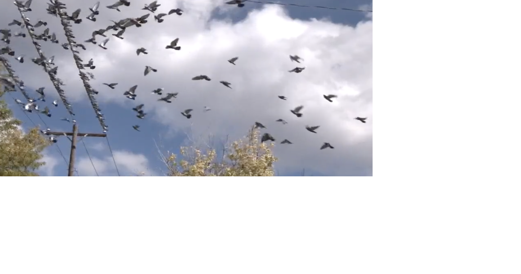 Game and Fish reports cases of avian paramyxovirus found in birds across Wyoming