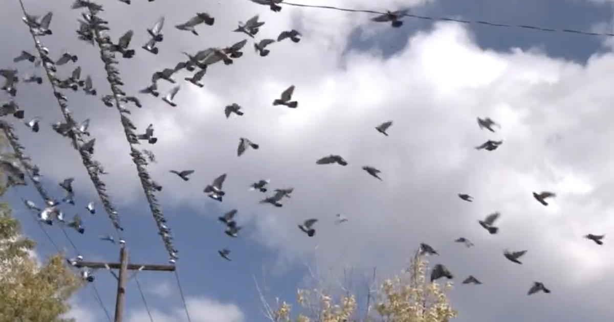 Game and Fish reports cases of avian paramyxovirus found in birds across Wyoming