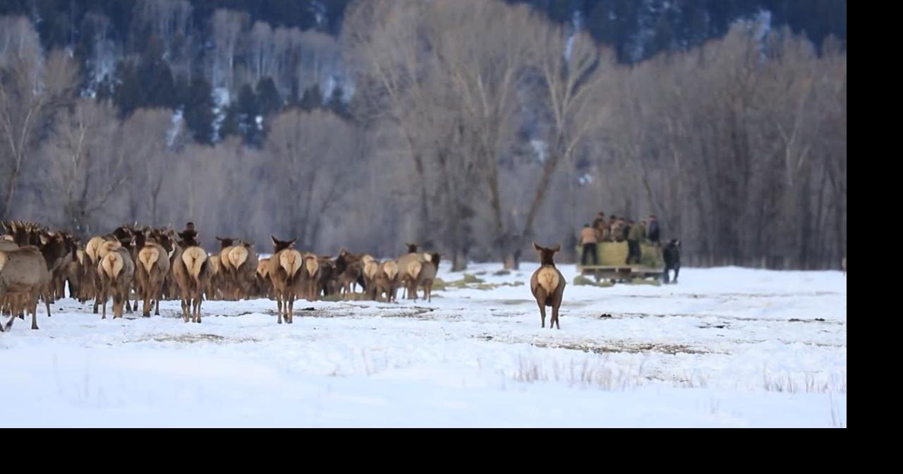 Game and Fish moves forward with Feedground Management Action Plans