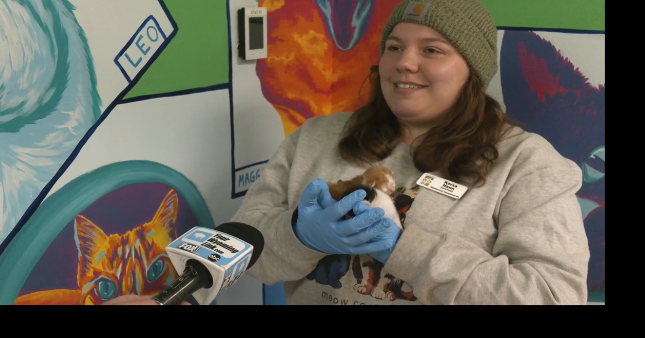 Kitten shower event brings fun and donations to Cheyenne Animal Shelter