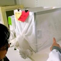 Anna-Bella Failloux of the Pasteur Institute has dedicated her life to fighting mosquitoes and the diseases they spread