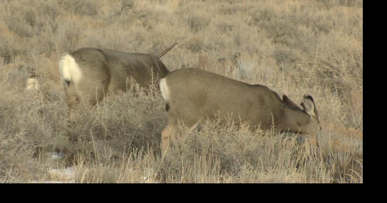 Game and Fish to consider changing hunting seasons to three-year schedule