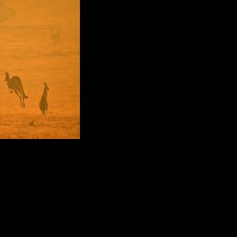 A kangaroo jumps in a field amidst smoke from a bushfire in Snowy Valley on the outskirts of Cooma on January 4, 2020