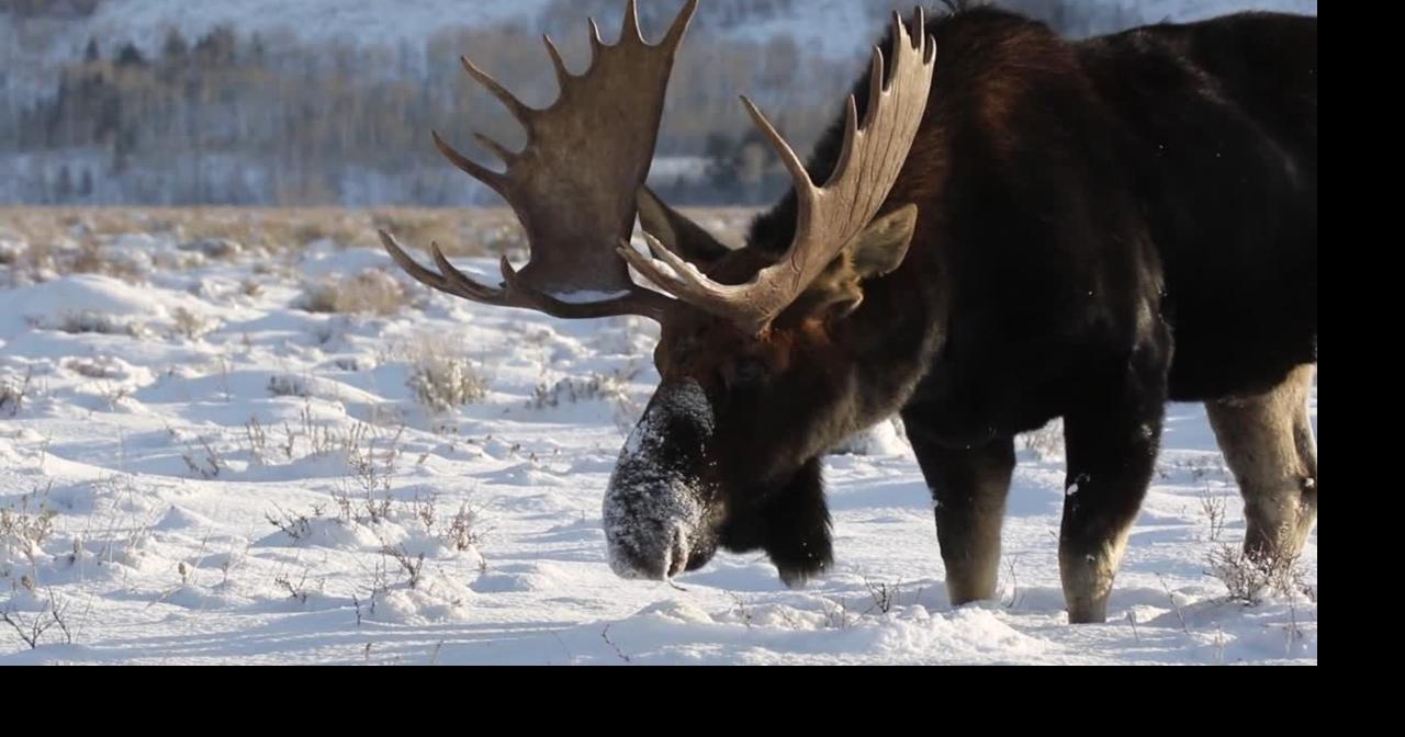 Public invited to share feedback on 2027 State Wildlife Action Plan