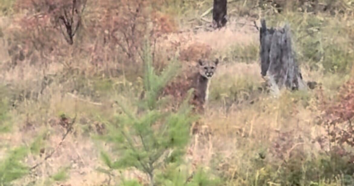 Mountain lion at Blue Mountain