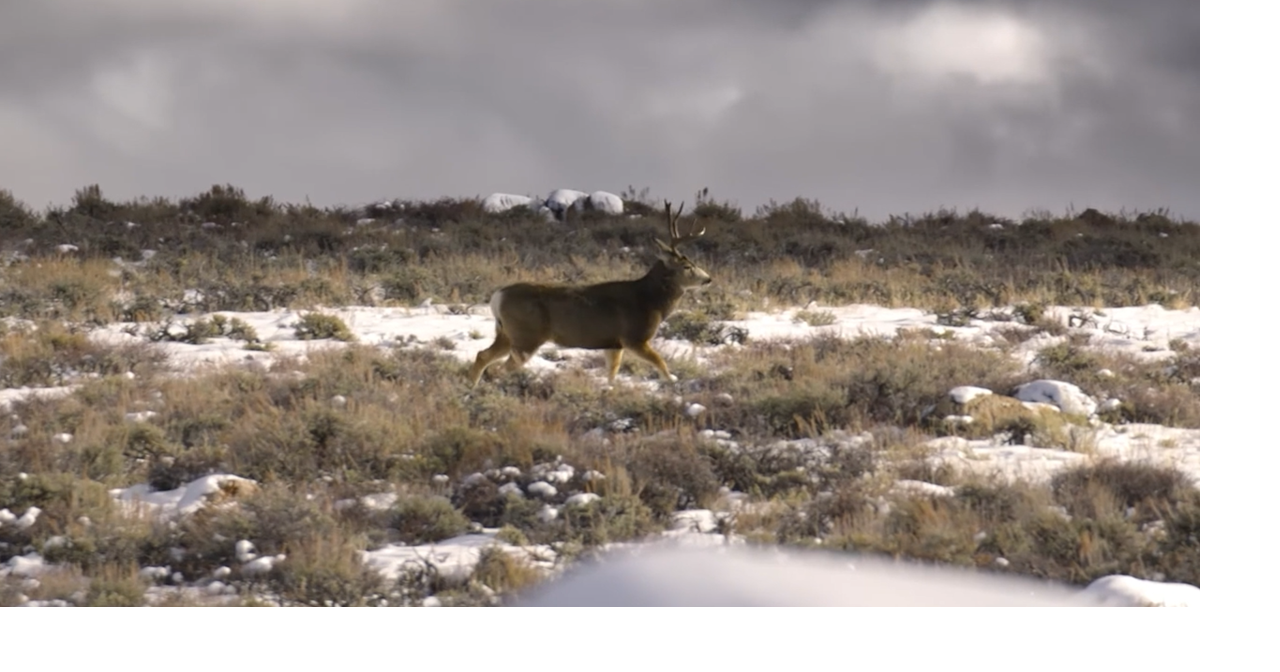 Wyoming Game and Fish highlights shed antler hunting rules as season opens