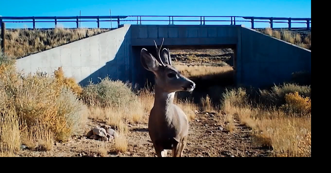 Wyoming's big game migration program conserves over 510,000 acres ...
