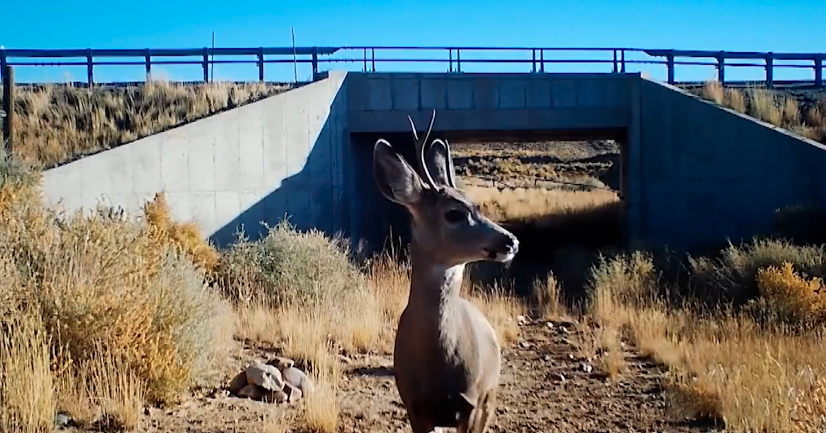 Wyoming's big game migration program conserves over 510,000 acres ...