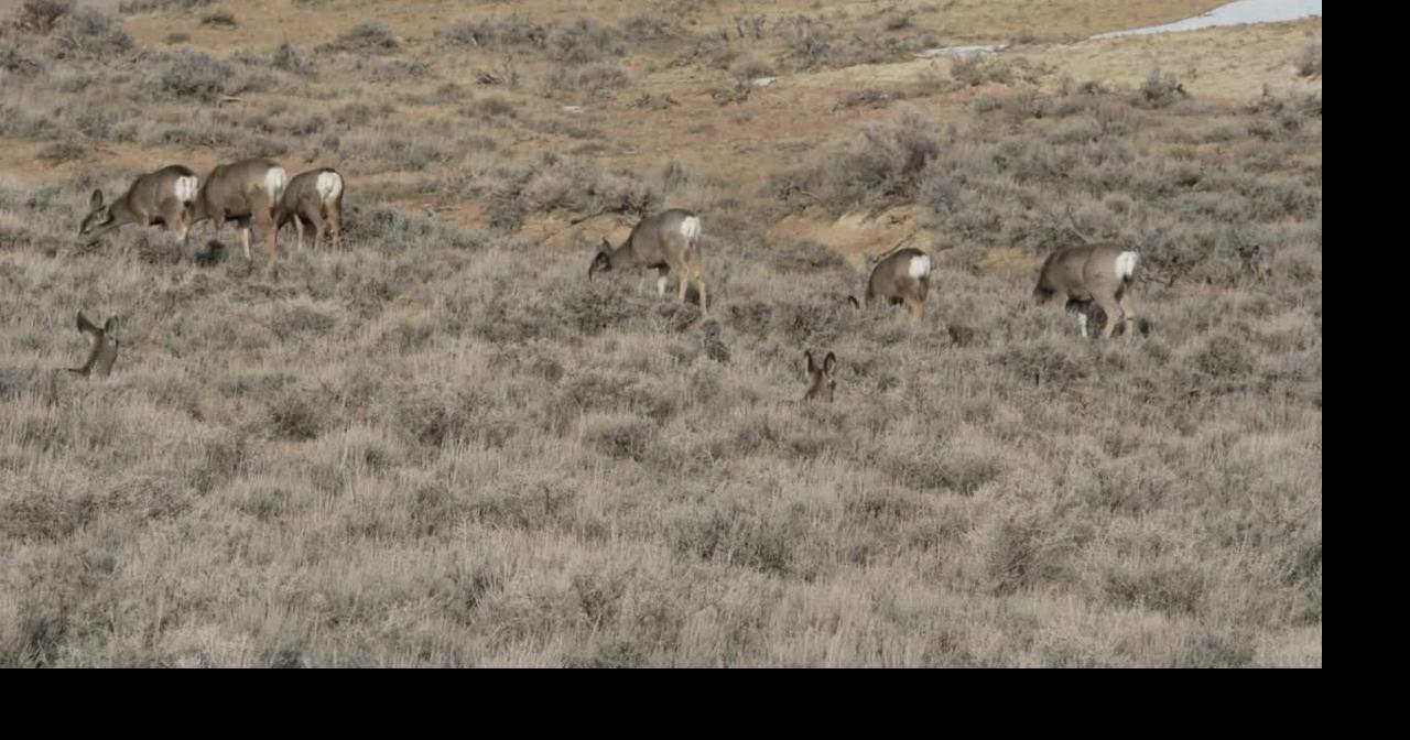 Mild winters support mule deer herd recovery, research shows