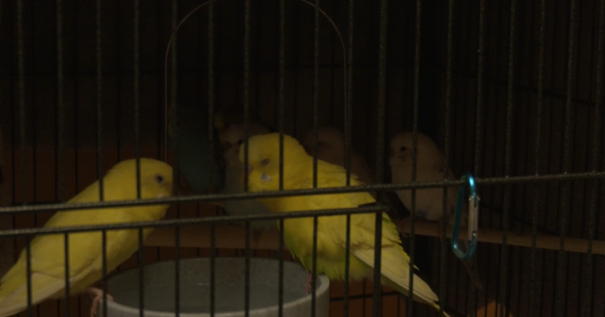 Cheyenne Animal Shelter gives hopeful progress report on 100+ animals rescued from cruelty case, praises community