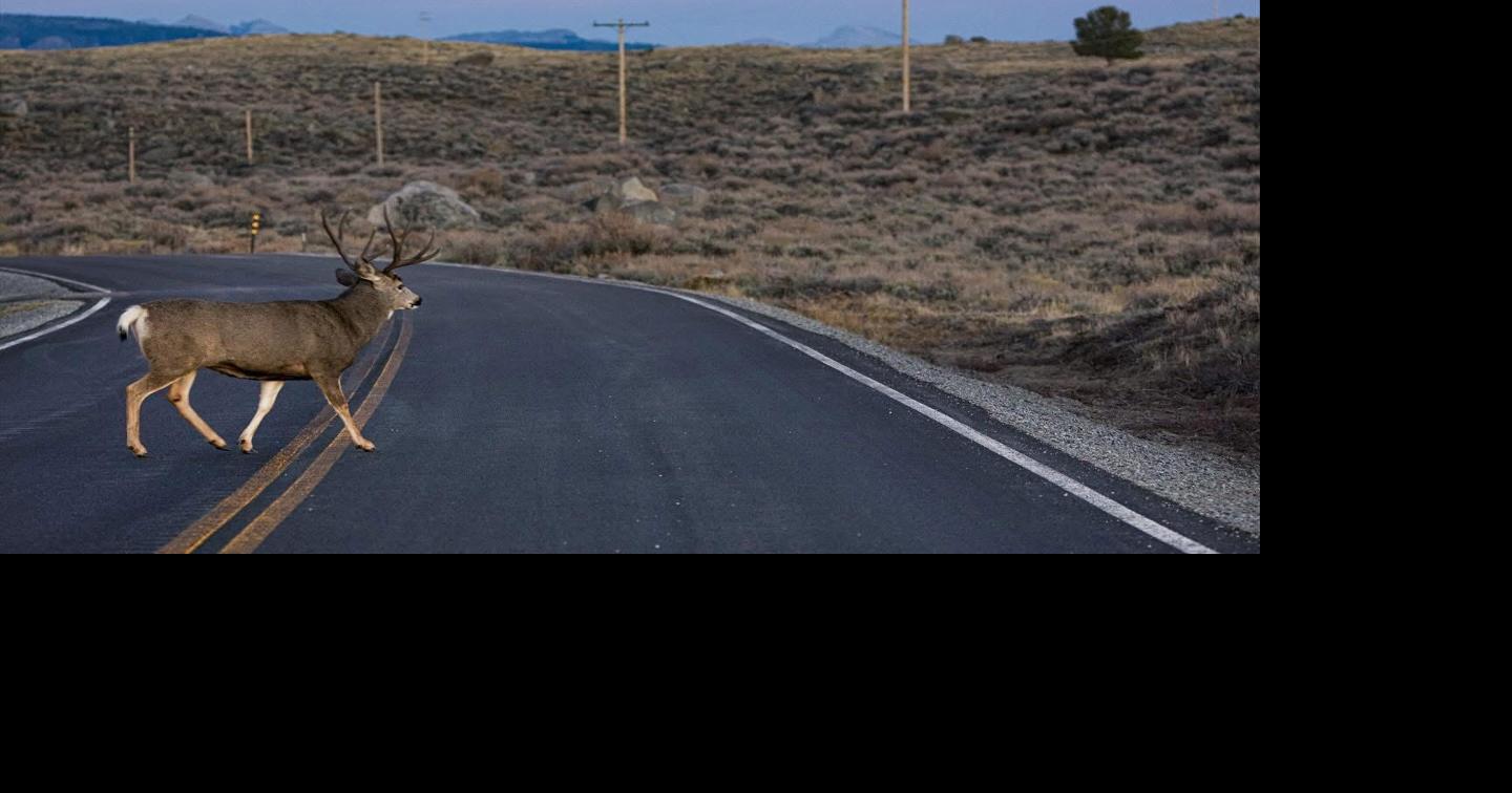 Wildlife-vehicle collisions have doubled over past 15 years, WYDOT reports