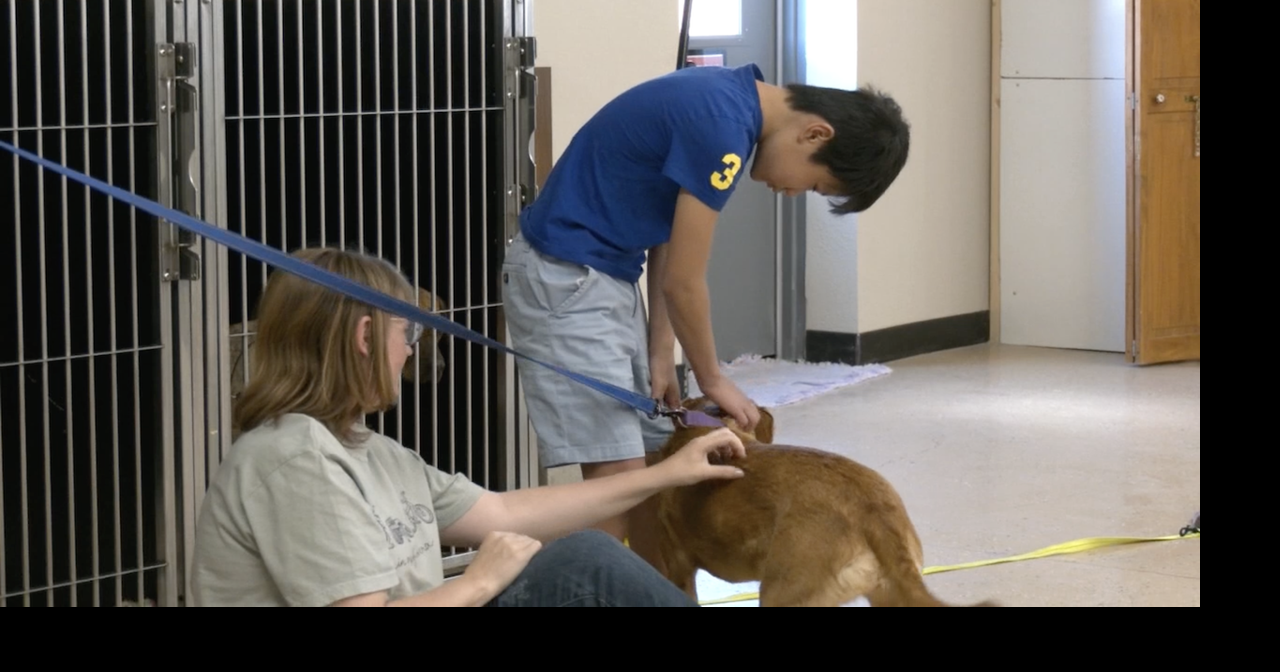 Cheyenne rescue hosts open house as foster shortage grows